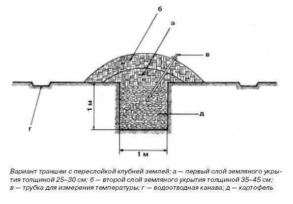 Как сохранить урожай картофеля до весны без потерь