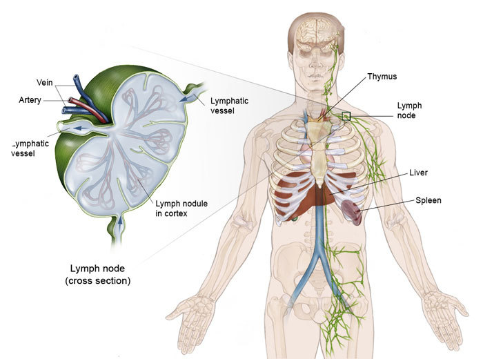Лимфатическая система: Когда следует беспокоиться?