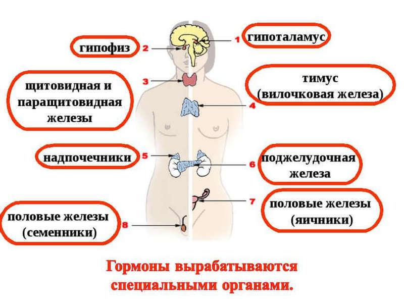 Гормональная азбука эмоций