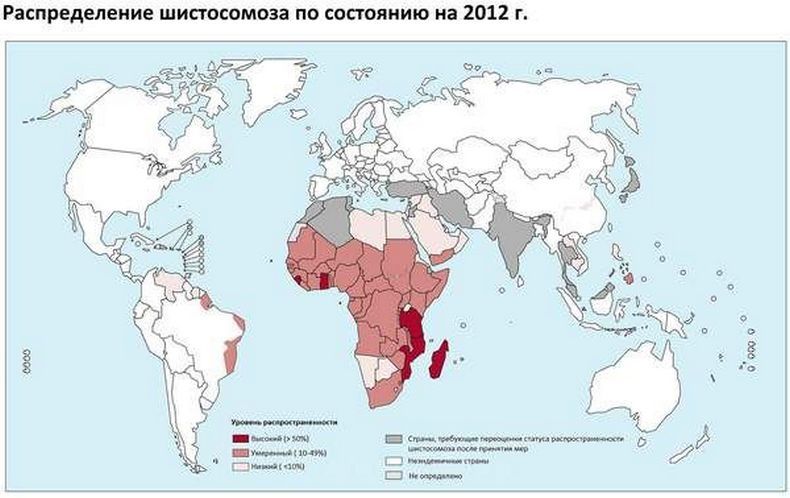 Шистосомоз: Признаки паразитарного заболевания