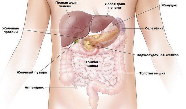 Наша печень рассчитана на 600 лет. Мы убиваем ее за 60