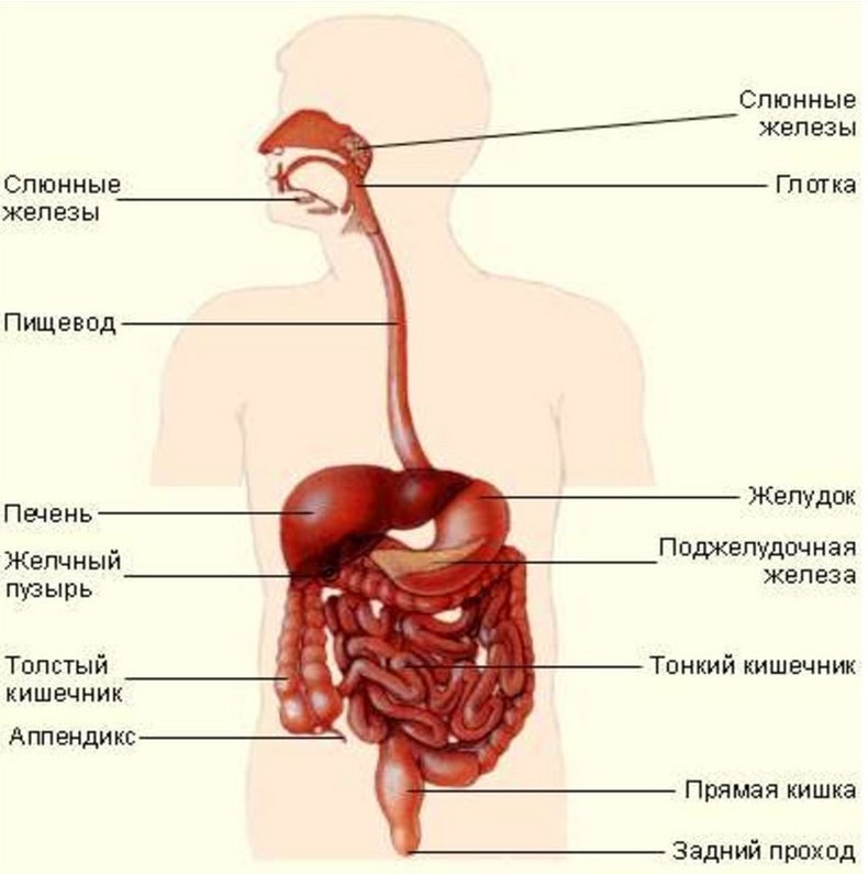 Так пьют воду в Китае: Самый простой способ похудеть и избавиться от болезней