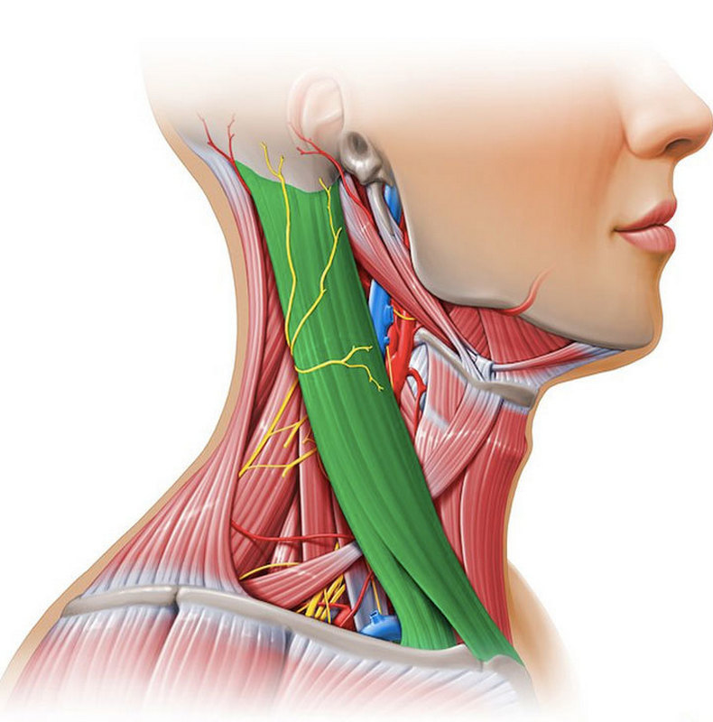 Как снять напряжения с шейных мышц