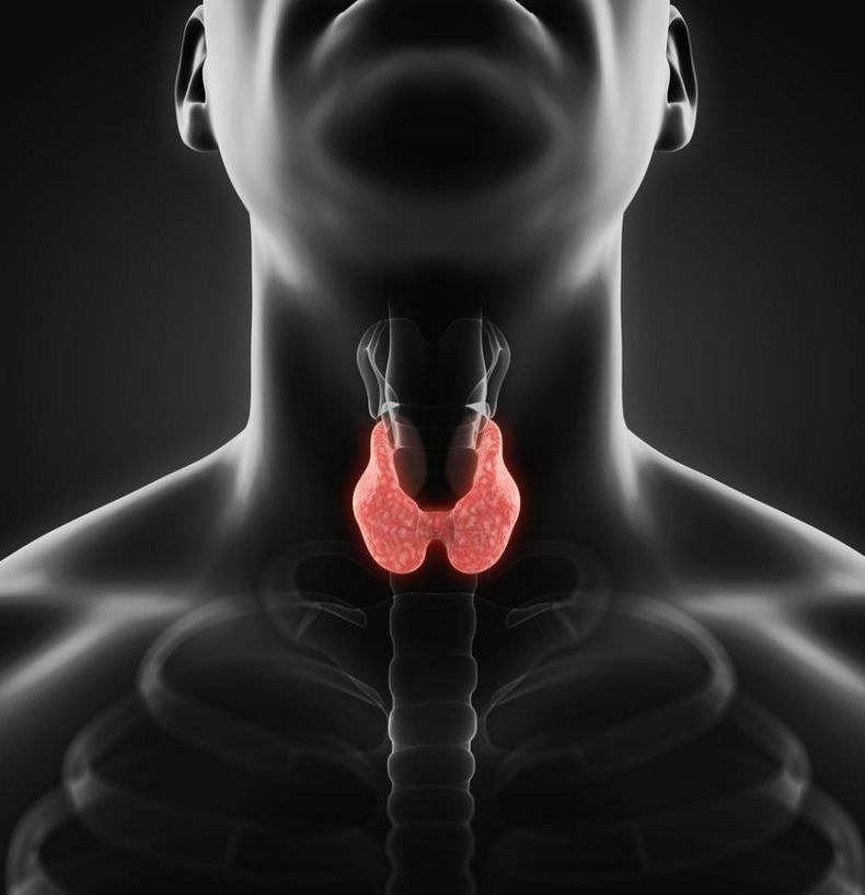 Как правильно поддерживать щитовидную железу