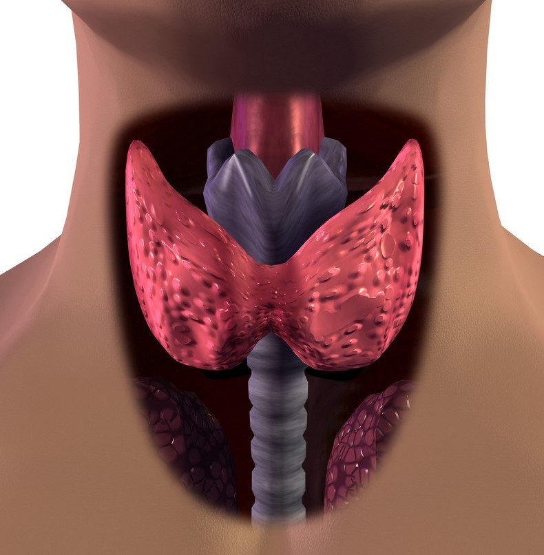Как правильно поддерживать щитовидную железу