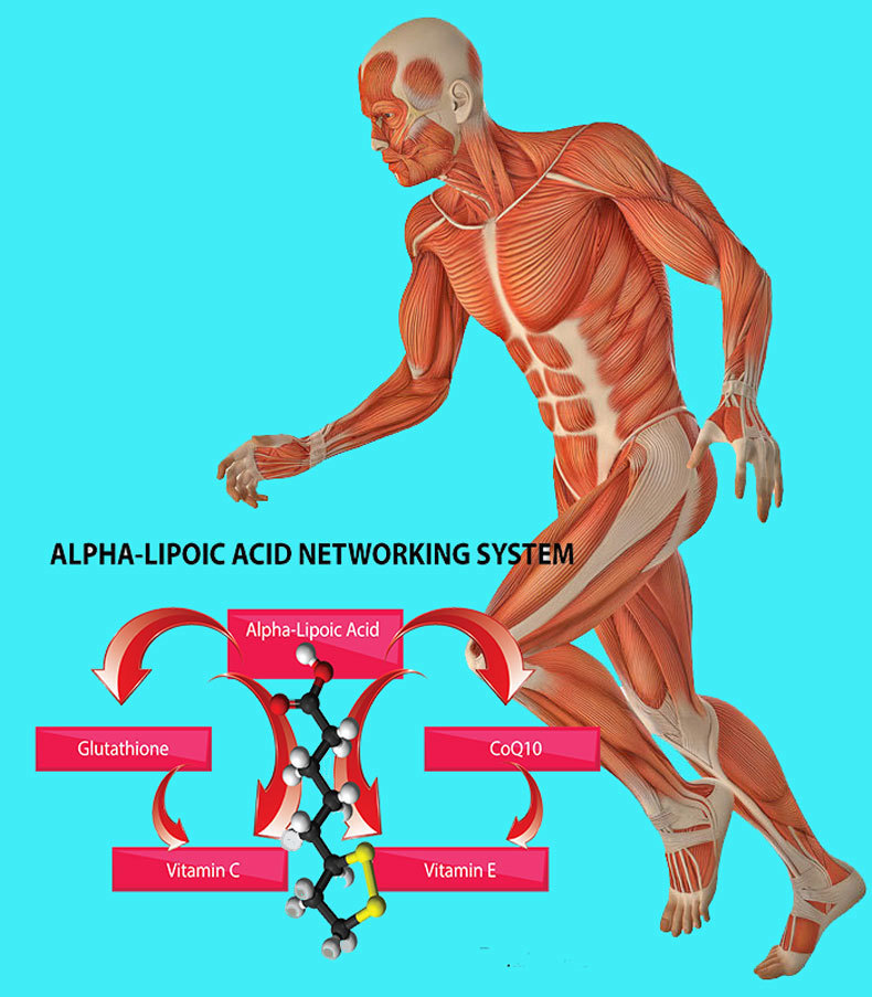 Зачем организму нужна альфа-липоевая кислота