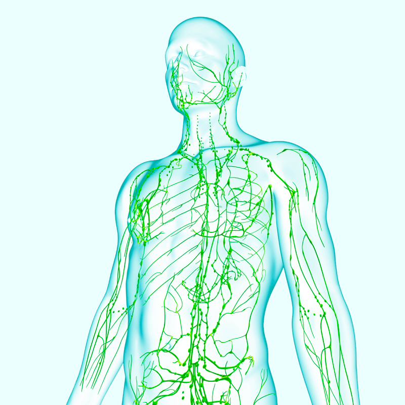 Признаки засоренной лимфатической системы и 10 способов ее очистки