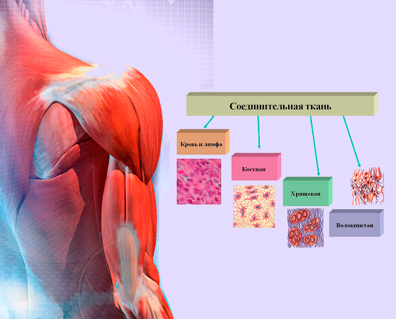 Соединительная ткань – сигнальная система всего тела