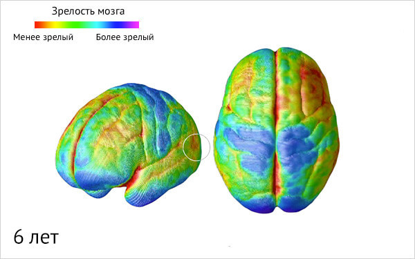 Эти знания очень важны для родителей! Возрастные этапы созревания мозга