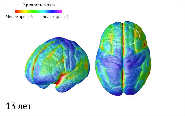 Эти знания очень важны для родителей! Возрастные этапы созревания мозга