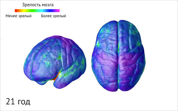 Эти знания очень важны для родителей! Возрастные этапы созревания мозга