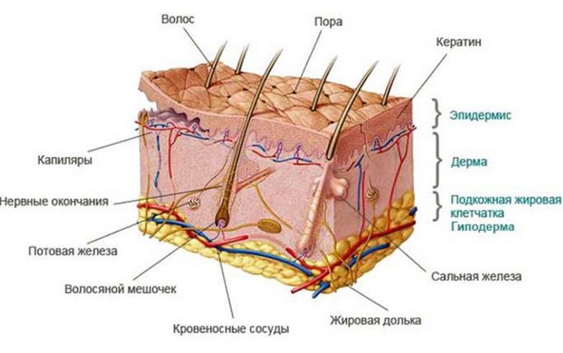 Фолликулярный гиперкератоз: избавляемся от гусиной кожи на теле