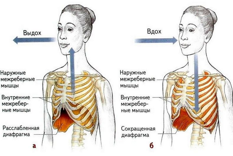 Спазм диафрагмы как причина болей, головокружения и панических атак