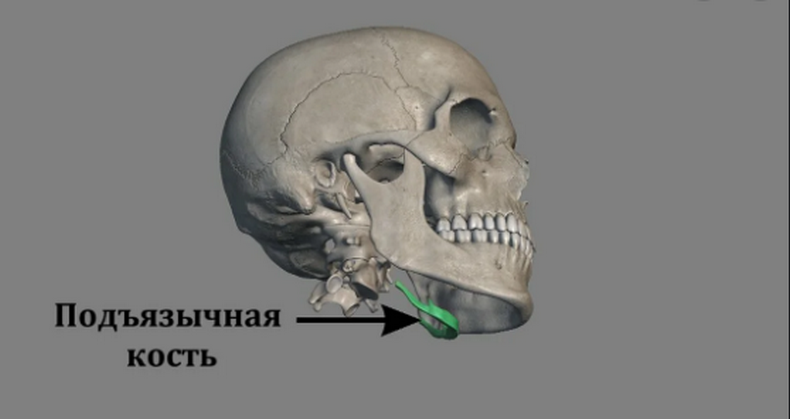 1 упражнение на подъязычную кость уберет второй подбородок