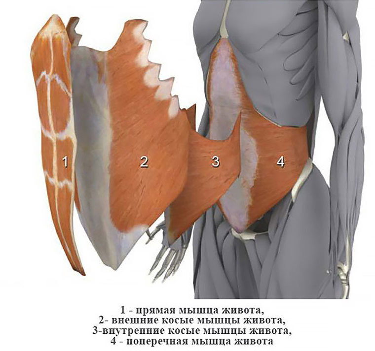 Плоский живот и осиная талия: активируем поперечную мышцу живота