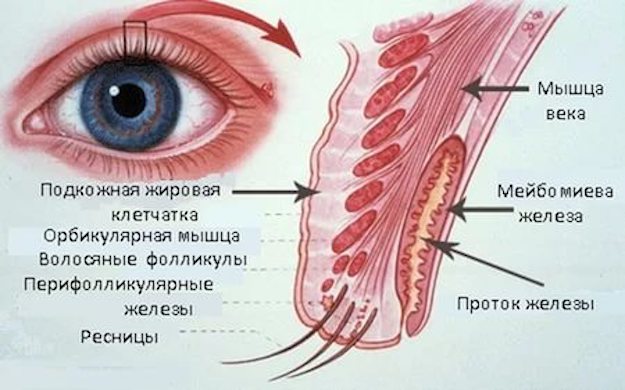 Как быстро вылечить ячмень на глазу