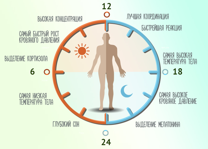 Когда есть, тренироваться и отдыхать: работа органов по часам