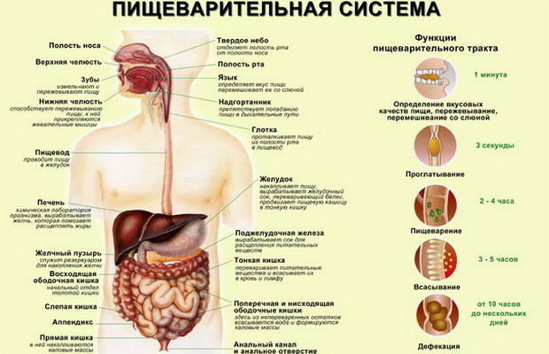 Жуйте! Если хотите похудеть и оздоровить ЖКТ