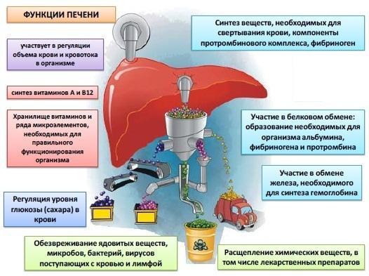 Большинство болезней идет от печени