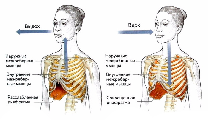 Как дыхание влияет на здоровье вашего опорно-двигательного аппарата