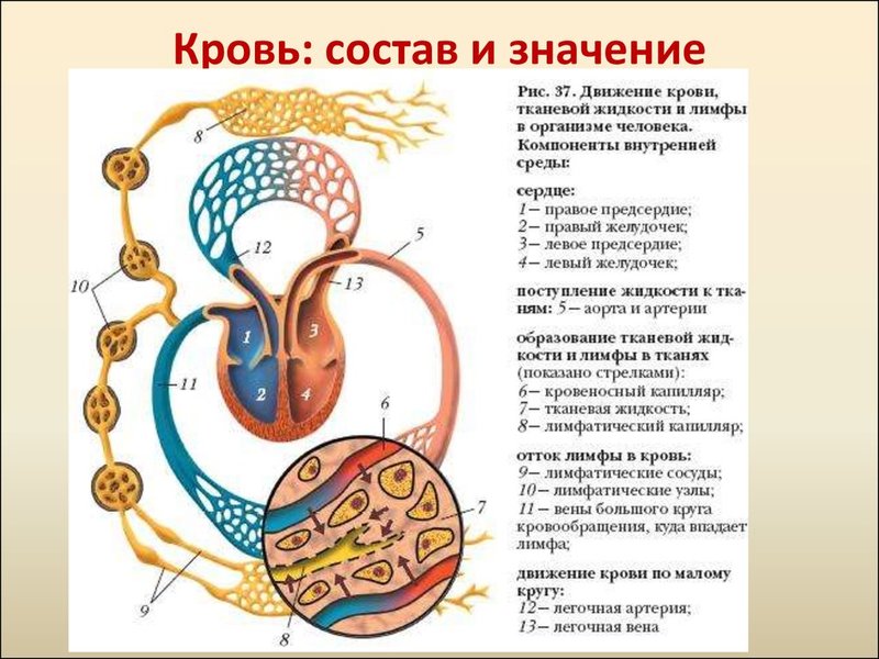 Анализ крови: Как научиться трактовать самостоятельно?