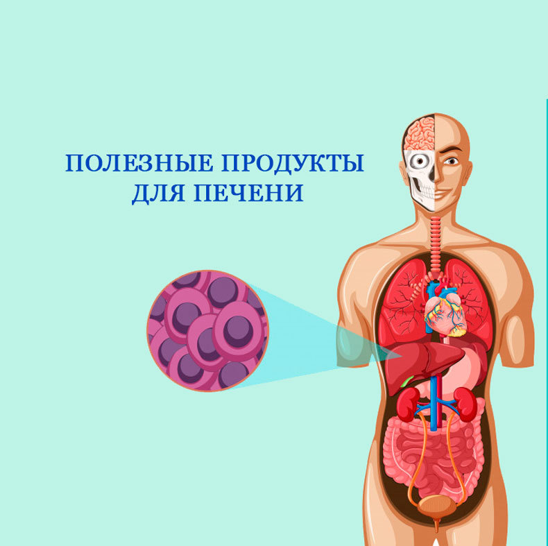 Продукты, которые помогают регенерации печени