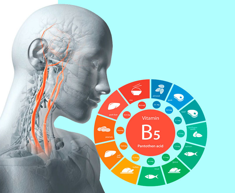 Пантотеновая кислота: витамин молодости и гормонального здоровья