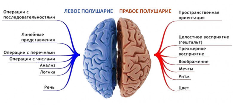 5 фактов о мозге, которые могут изменить вашу жизнь