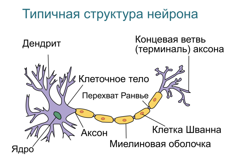 5 фактов о мозге, которые могут изменить вашу жизнь