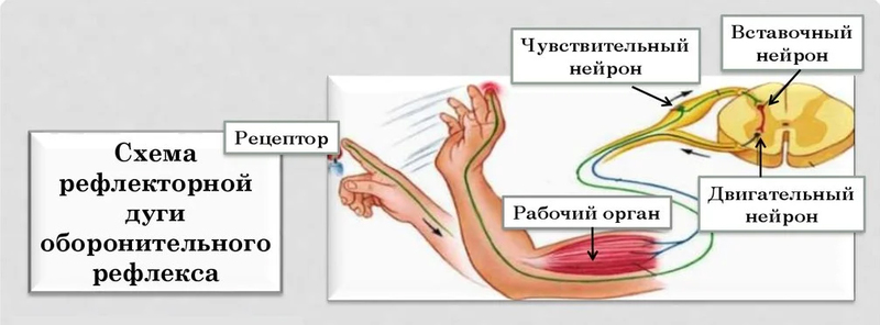 Боль в мышцах укажет на проблемы с органами