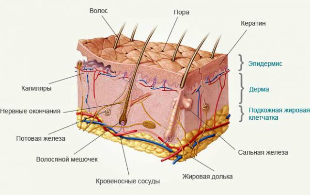 Все, что нужно знать об уходе за кожей после 30 лет