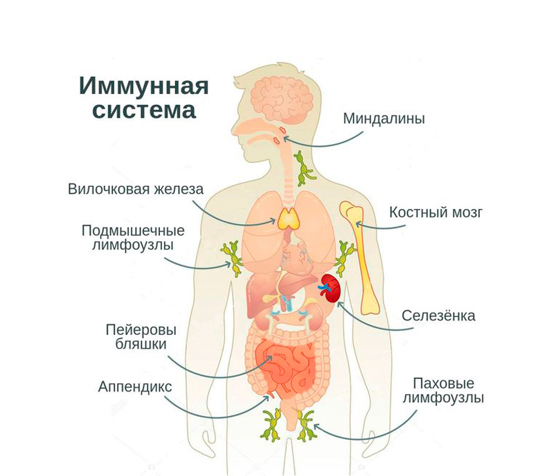 Лучшие народные средства для повышения иммунитета