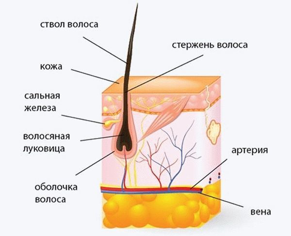 Никотиновая кислота: бешеный рост волос за копейки!