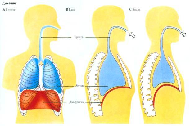 Дыхательная техника при вирусных заболеваниях