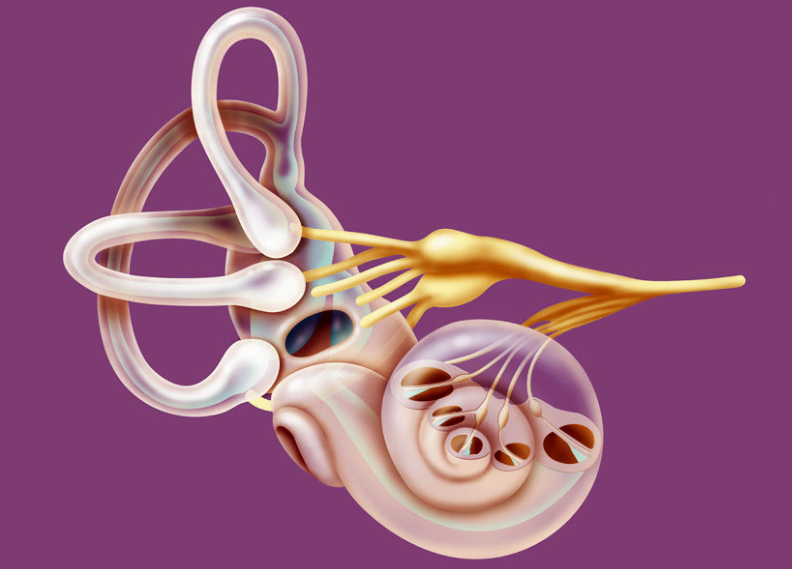 Тренировка вестибулярного аппарата замедляет старение