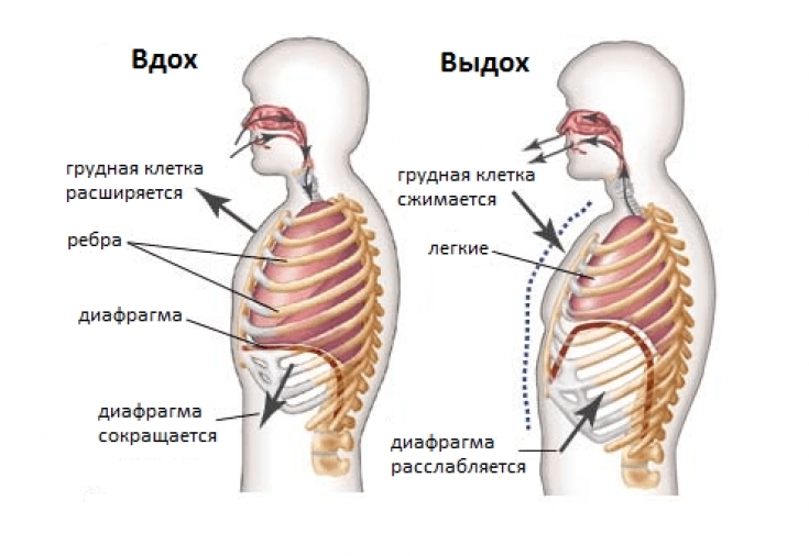 Дыхательная техника при вирусных заболеваниях