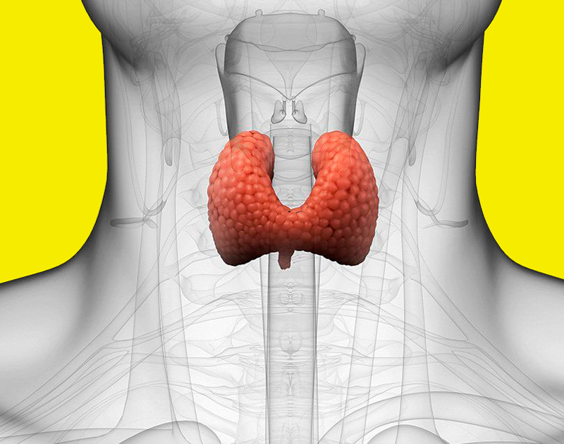 Признаки проблем со щитовидной железой: на что стоит обратить внимание 