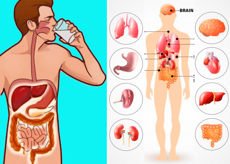 7 убедительных причин пить теплую воду натощак