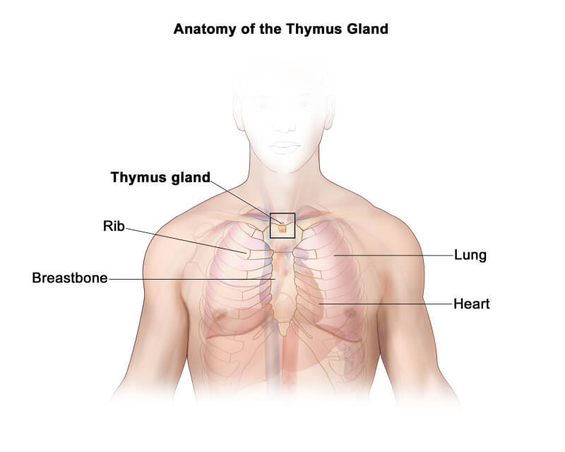 Тимус: сторож вашего иммунитета