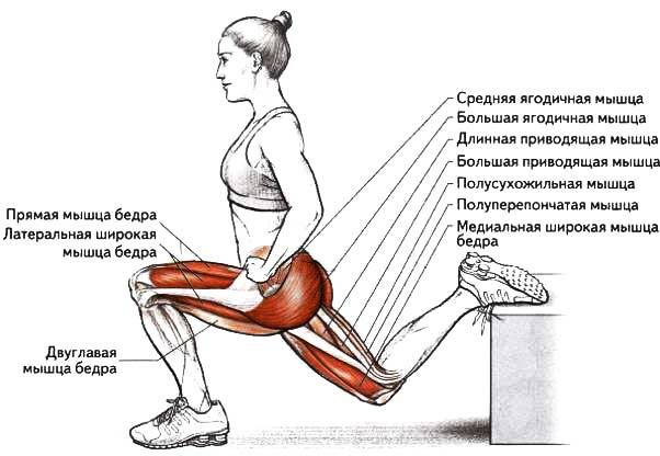 Упражнения выпады для ягодиц и внутренней поверхности бедер: 7 вариантов выполнения