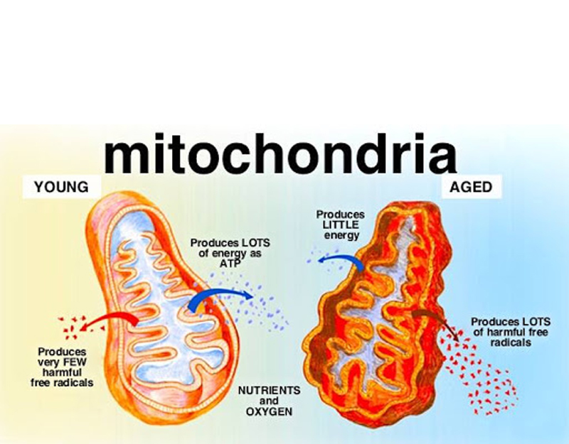 Что такое митохондрии и почему важно улучшить их работу