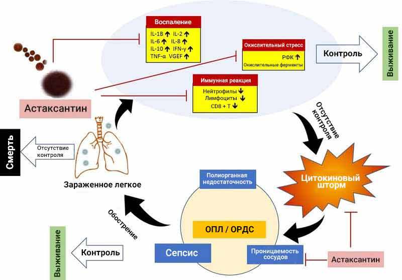 COVID-19: Астаксантин помогает смягчить цитокиновый шторм