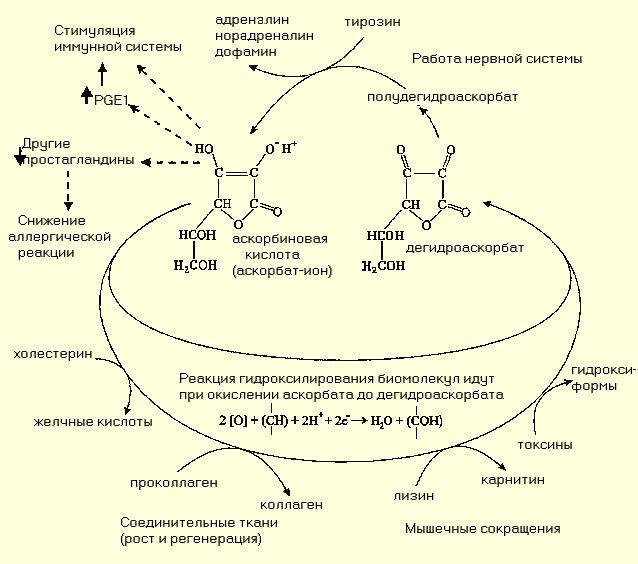 Лечение сверхдозами витамина С 