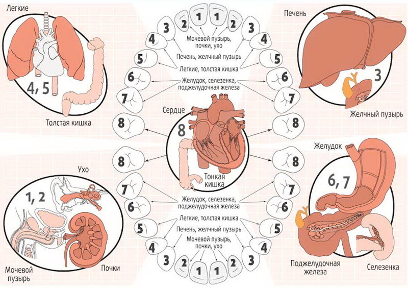 Зубы связаны с внутренними органами: как обнаружить проблемы