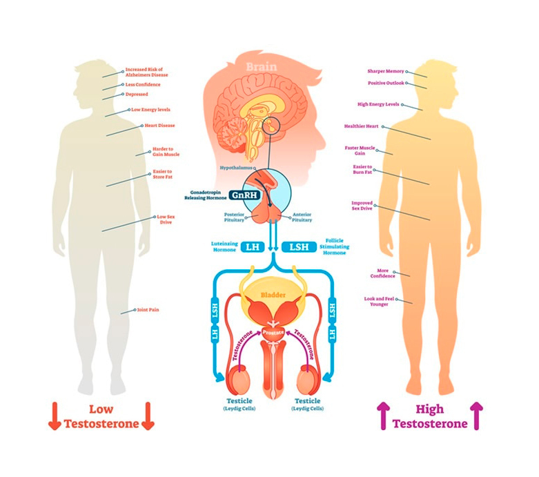 Тестостерон: симптомы дефицита главного мужского гормона