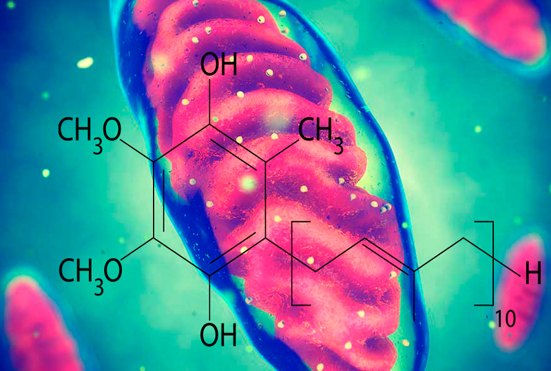 Убихинол: мощный митохондриальный антиоксидант