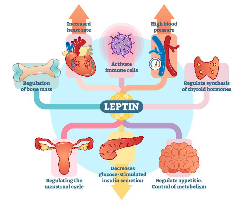 На что влияет лептин?