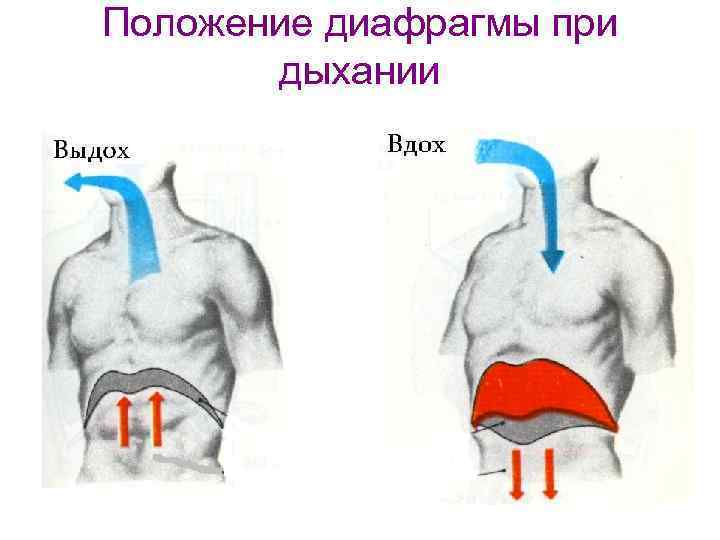 Простые упражнения, омолаживающие весь организм