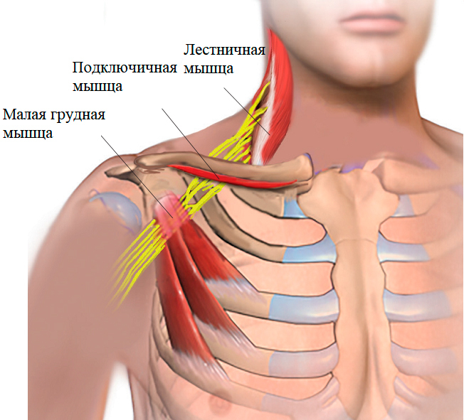 Упражнение на подключичную мышцу