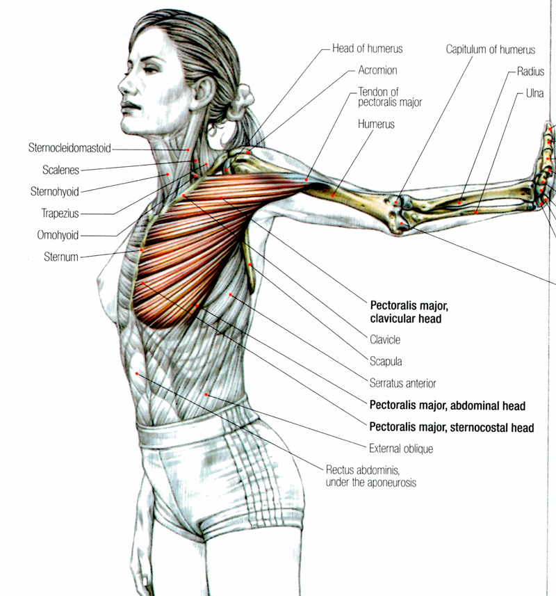 Стретчинговые упражнения для груди